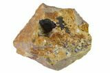 Large, Azurite Crystal on Druzy Quartz - Morocco #137029-1